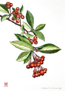 botanical illustration red berries_Raluca_Vescan_2026